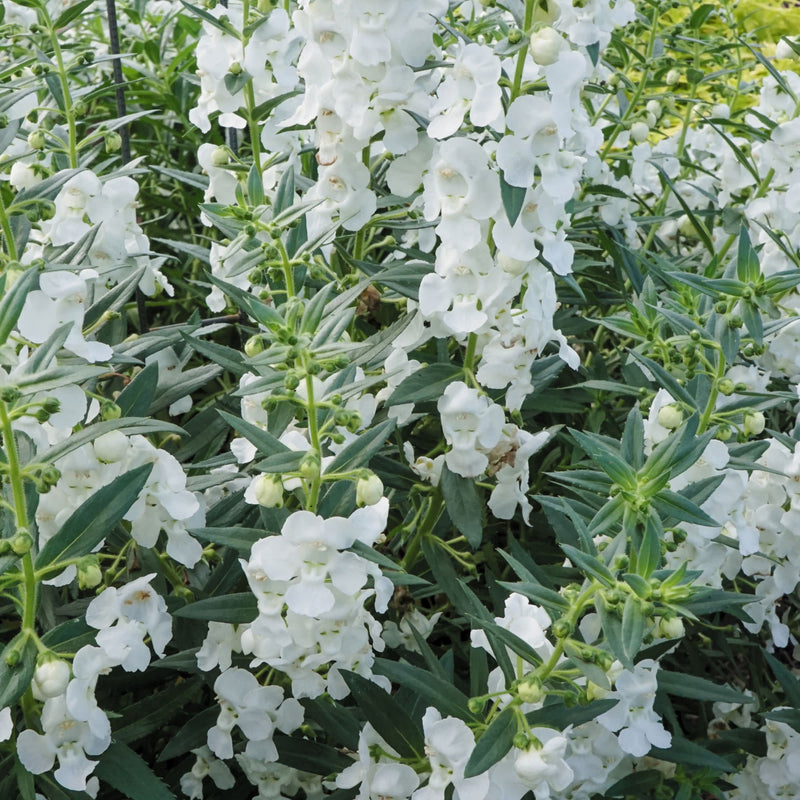 Angelface® White Summer Snapdragon (Angelonia)