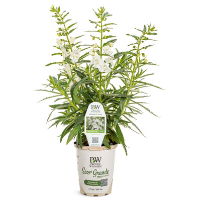 Angelface® White Summer Snapdragon (Angelonia)