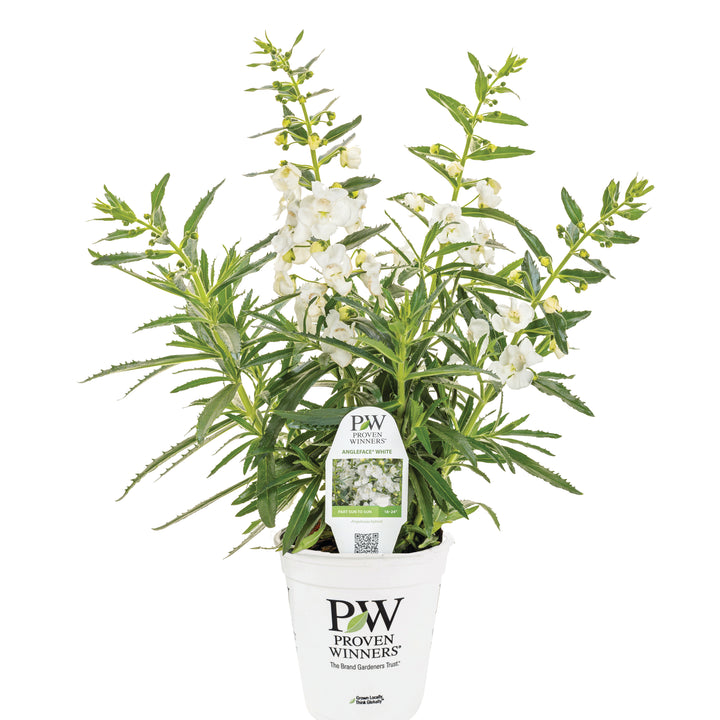 Limited Edition Royale™ | Angelface® White Summer Snapdragon (Angelonia)
