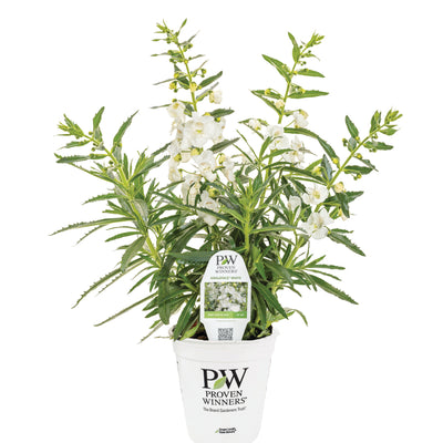 Limited Edition Royale | Angelface® White Summer Snapdragon (Angelonia)