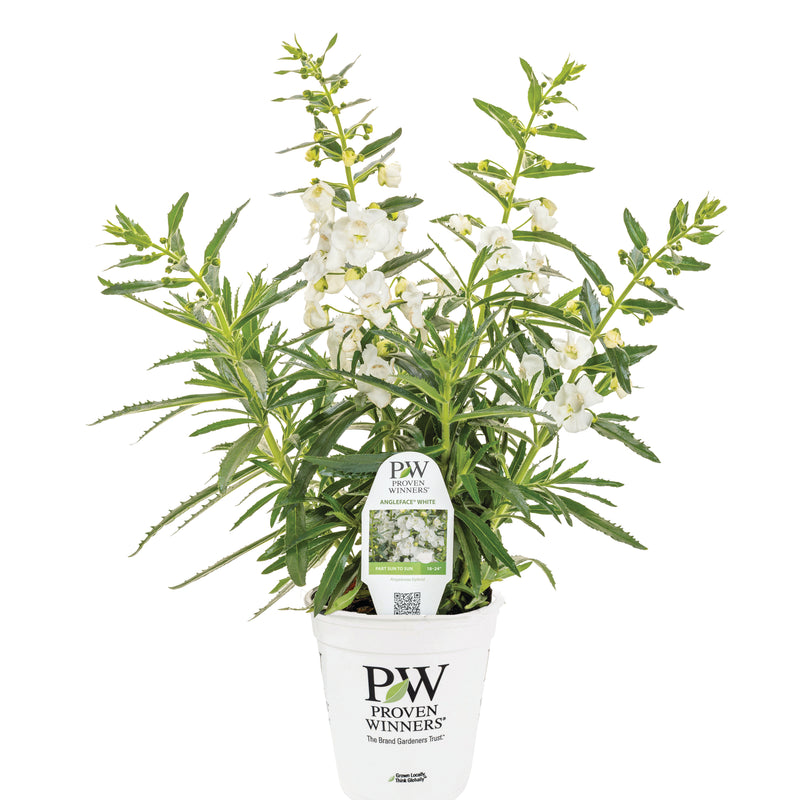 Limited Edition Royale | Angelface® White Summer Snapdragon (Angelonia)
