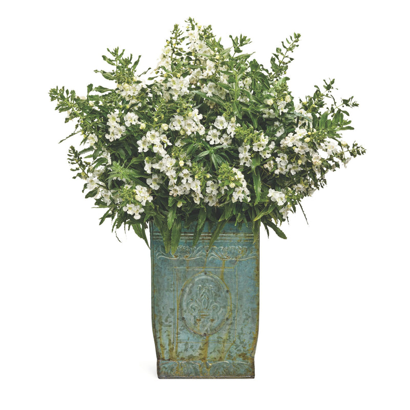 Angelface® White Summer Snapdragon (Angelonia)