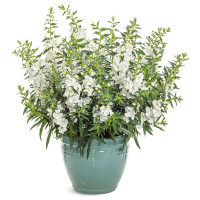 Angelface® White Summer Snapdragon (Angelonia)