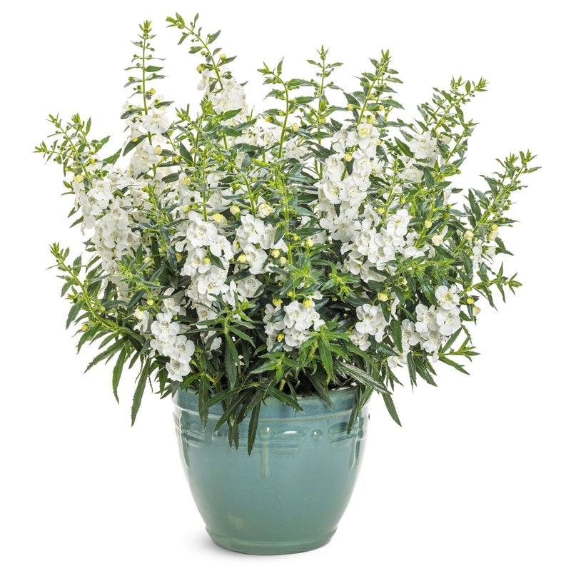 Angelface® White Summer Snapdragon (Angelonia)