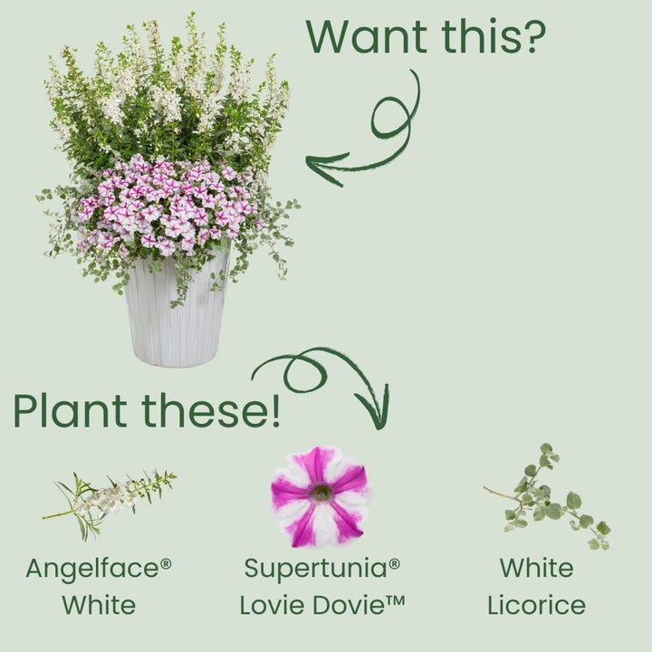 Angelface® White Summer Snapdragon (Angelonia)