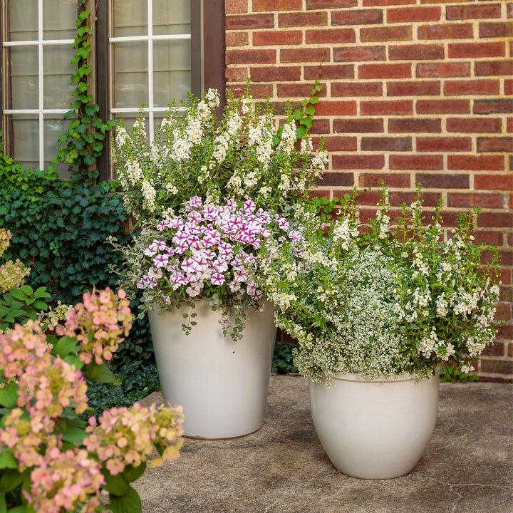 Angelface® White Summer Snapdragon (Angelonia)