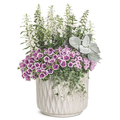 Angelface® White Summer Snapdragon (Angelonia)