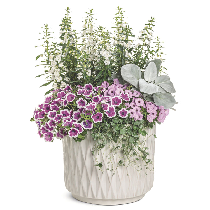 Angelface® White Summer Snapdragon (Angelonia)