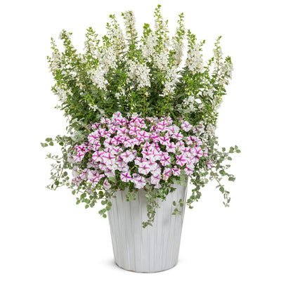Angelface® White Summer Snapdragon (Angelonia)