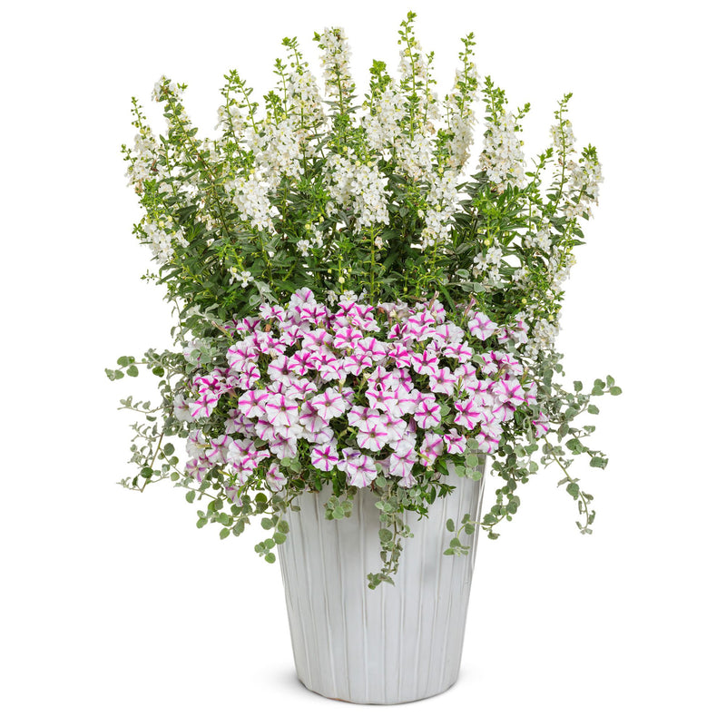 Angelface® White Summer Snapdragon (Angelonia)