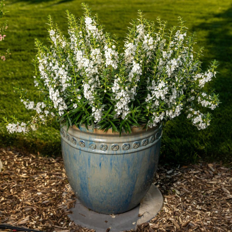 Angelface® White Summer Snapdragon (Angelonia)