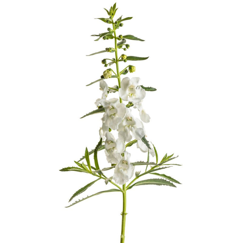 Angelface® White Summer Snapdragon (Angelonia hybrid) | Proven Winners® New Variety 2025