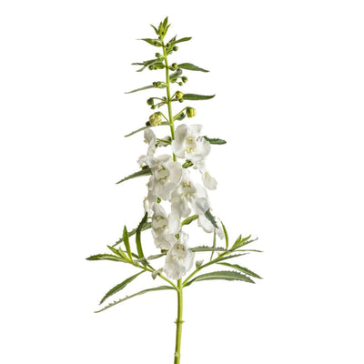 Angelface® White Summer Snapdragon (Angelonia)