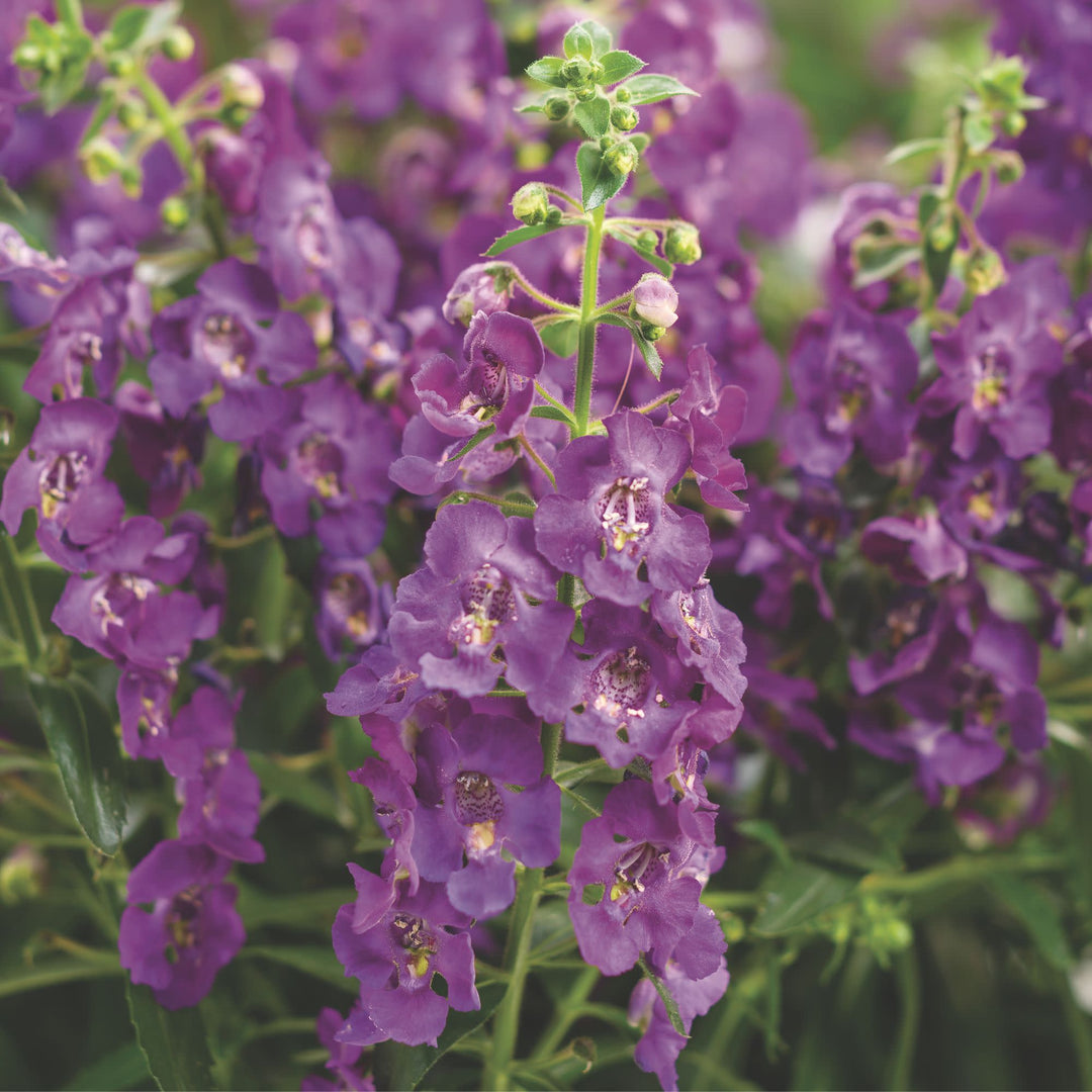 Summer Snapdragon | Royale Angelface® Blue | Proven Winners