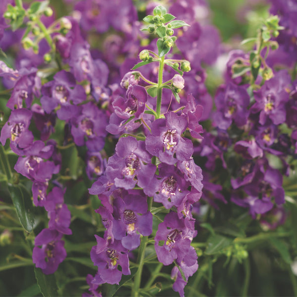 Summer Snapdragon | Royale Angelface® Blue | Proven Winners