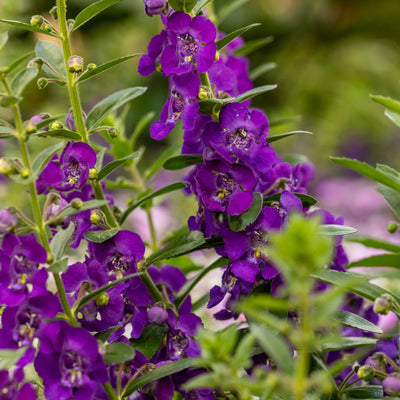 Angelface® Blue Summer Snapdragon (Angelonia)
