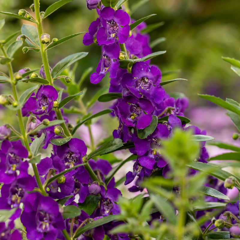 Angelface® Blue Summer Snapdragon (Angelonia)