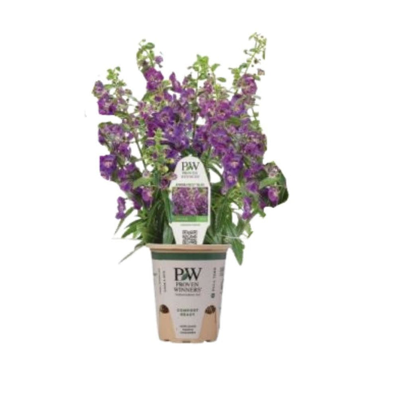 Angelface® Blue Summer Snapdragon (Angelonia hybrid)