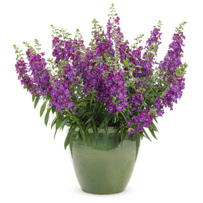 Limited Edition Royale | Angelface® Blue Summer Snapdragon (Angelonia hybrid)