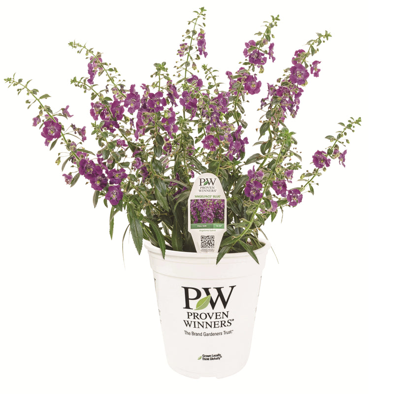 Limited Edition Royale | Angelface® Blue Summer Snapdragon (Angelonia)