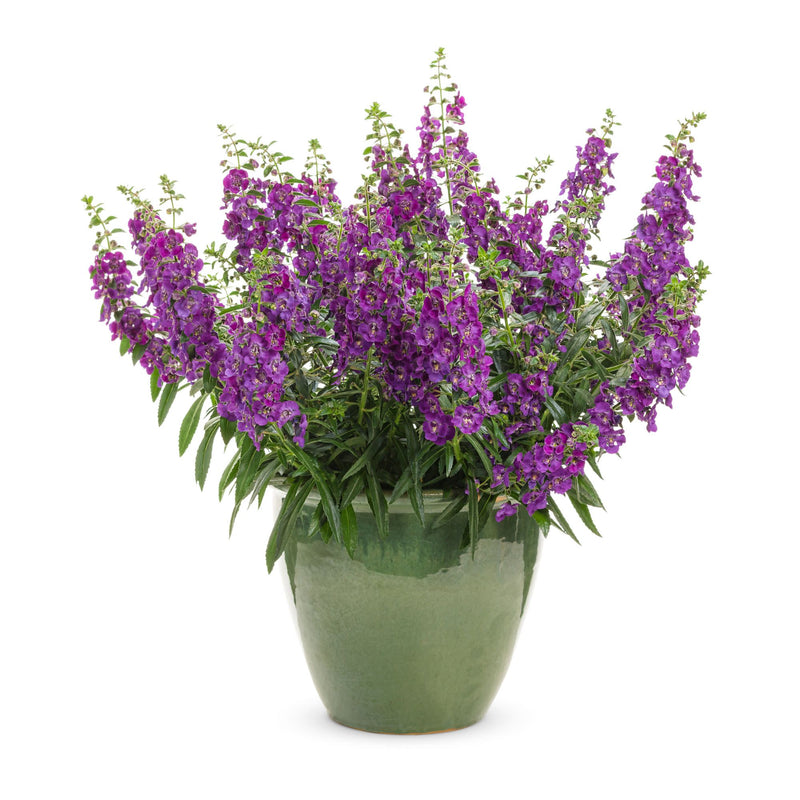 Angelface® Blue Summer Snapdragon (Angelonia)