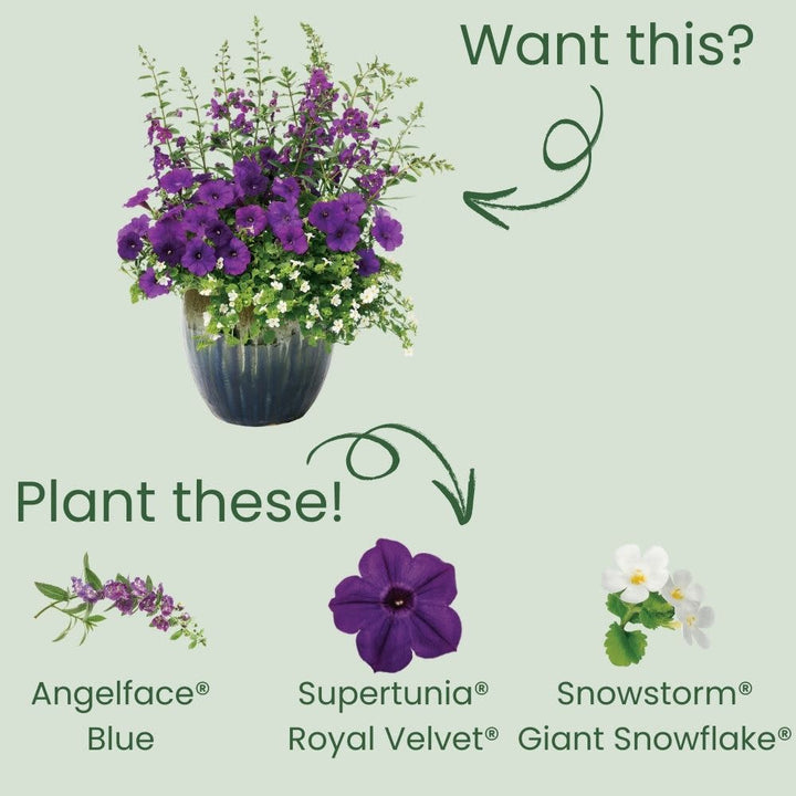 Summer Snapdragon | Royale Angelface® Blue | Proven Winners