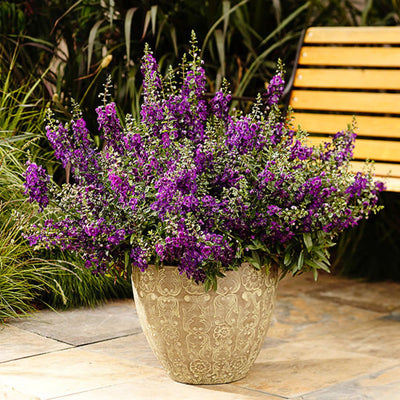 Angelface® Blue Summer Snapdragon (Angelonia hybrid)