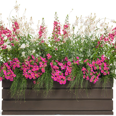 Angelface® Perfectly Pink Summer Snapdragon (Angelonia hybrid)