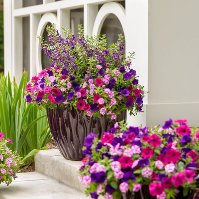 Angelface® Blue Summer Snapdragon (Angelonia hybrid)