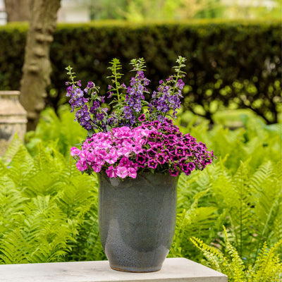 Angelface® Blue Summer Snapdragon (Angelonia)