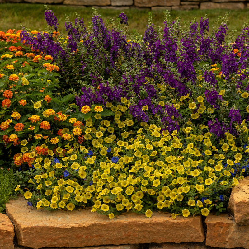 Angelface® Blue Summer Snapdragon (Angelonia)