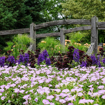 Angelface® Blue Summer Snapdragon (Angelonia)