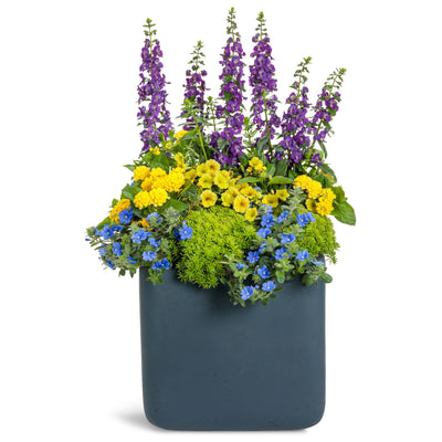 Angelface® Blue Summer Snapdragon (Angelonia)