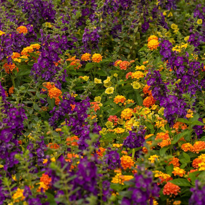 Limited Edition Royale™ | Angelface® Blue Summer Snapdragon (Angelonia)