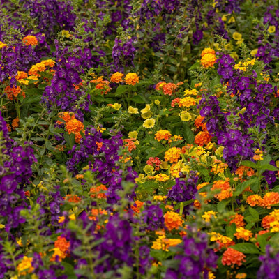 Angelface® Blue Summer Snapdragon (Angelonia hybrid)