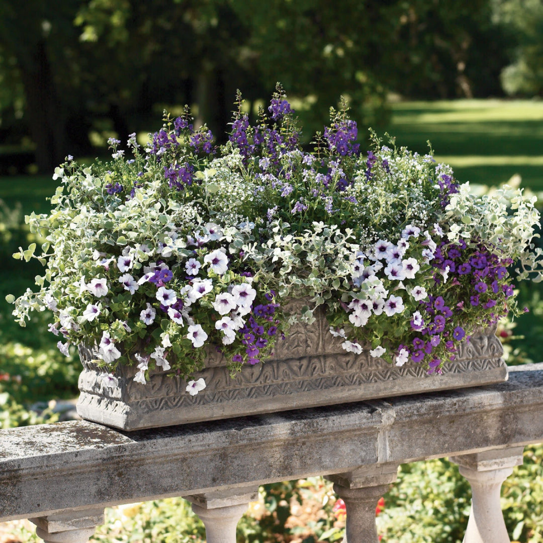 Limited Edition Royale™ | Angelface® Blue Summer Snapdragon (Angelonia)