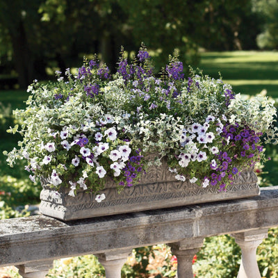 Angelface® Blue Summer Snapdragon (Angelonia)