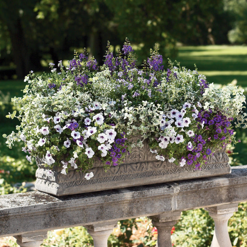 Angelface® Blue Summer Snapdragon (Angelonia)