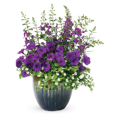 Angelface® Blue Summer Snapdragon (Angelonia)