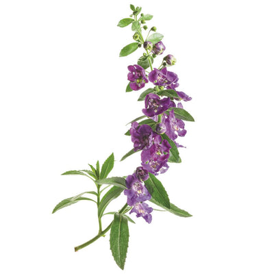 Angelface® Blue Summer Snapdragon (Angelonia hybrid)