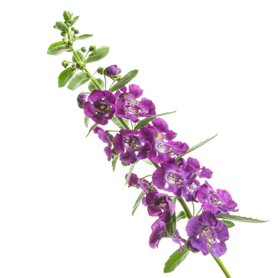 Angelface® Blue Summer Snapdragon (Angelonia)
