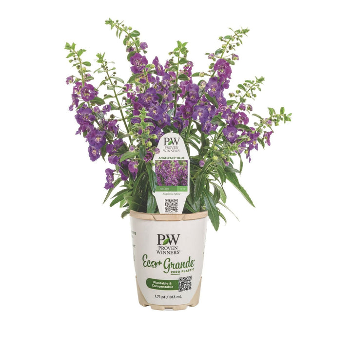 A young Angelface Blue III Summer Snapdragon plant in it&