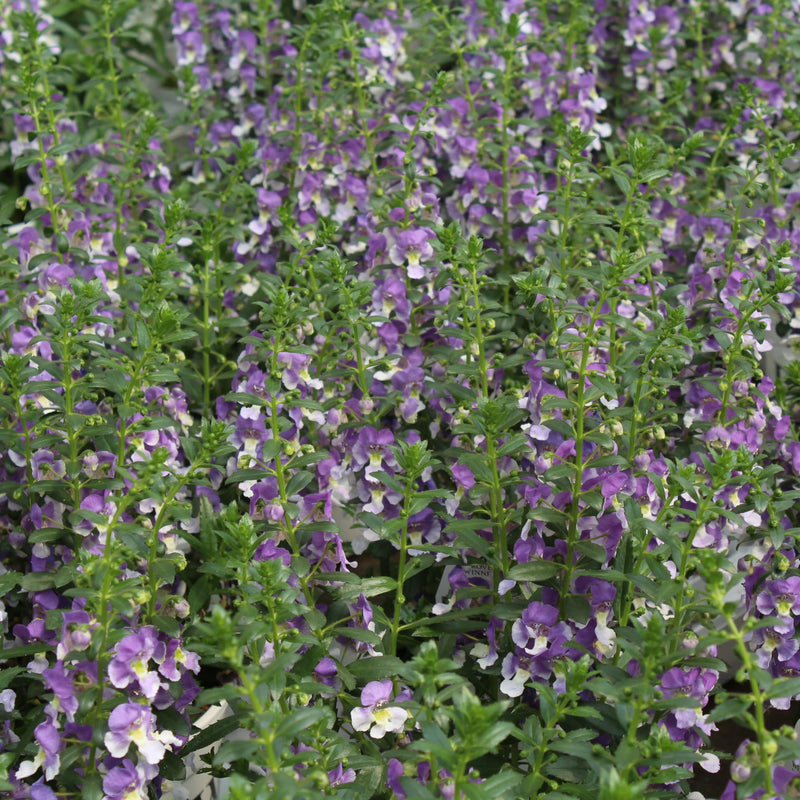 Limited Edition Royale | Angelface® Wedgwood Blue Summer Snapdragon (Angelonia)