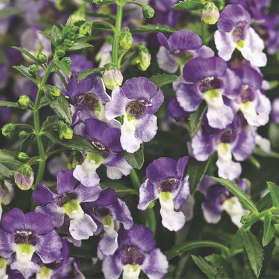 Limited Edition Royale | Angelface® Wedgwood Blue Summer Snapdragon (Angelonia)