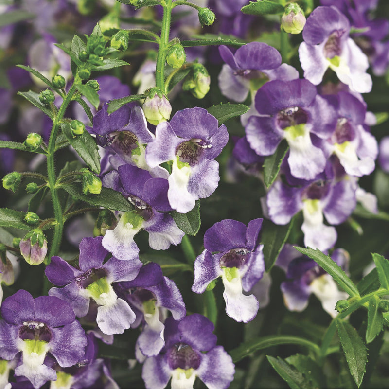 Limited Edition Royale | Angelface® Wedgwood Blue Summer Snapdragon (Angelonia)