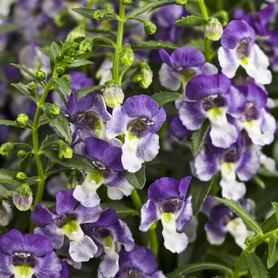 Angelface Wedgwood Blue Summer Snapdragon up close.