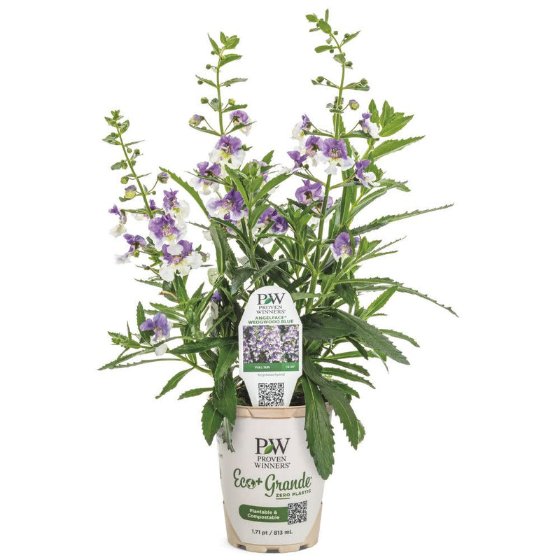 Angelface® Wedgwood Blue Summer Snapdragon (Angelonia hybrid)