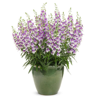 Angelface® Wedgwood Blue Summer Snapdragon (Angelonia hybrid)