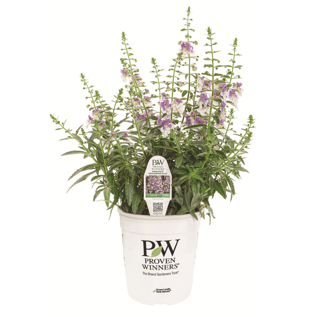Limited Edition Royale™ | Angelface® Wedgwood Blue Summer Snapdragon (Angelonia)