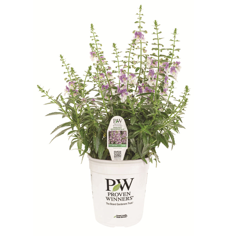 Limited Edition Royale | Angelface® Wedgwood Blue Summer Snapdragon (Angelonia)